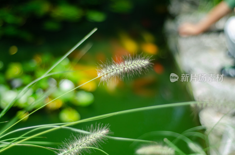 夏季池塘边生长着几株狗尾巴草