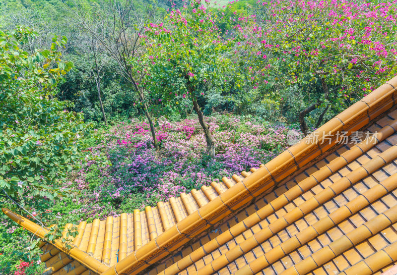 广州麓湖公园鸿鹄楼屋檐与山林鲜花景观