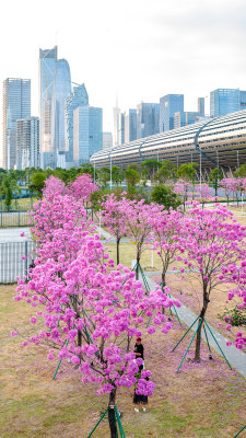 中国广东省广州市琶洲会展中心紫花风铃