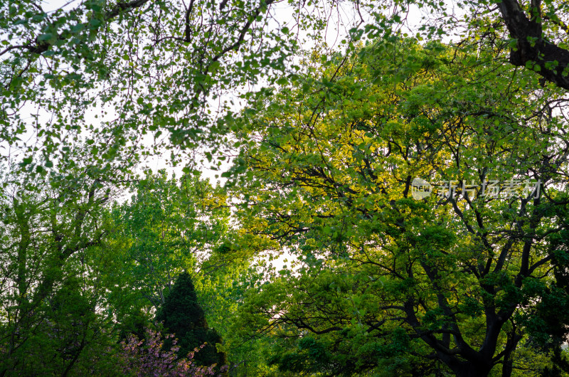 繁茂绿树仰视景象