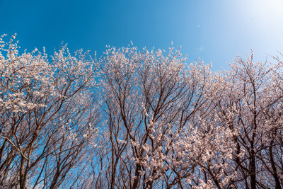 北京奥森公园桃花