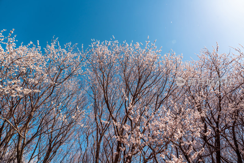 北京奥森公园桃花