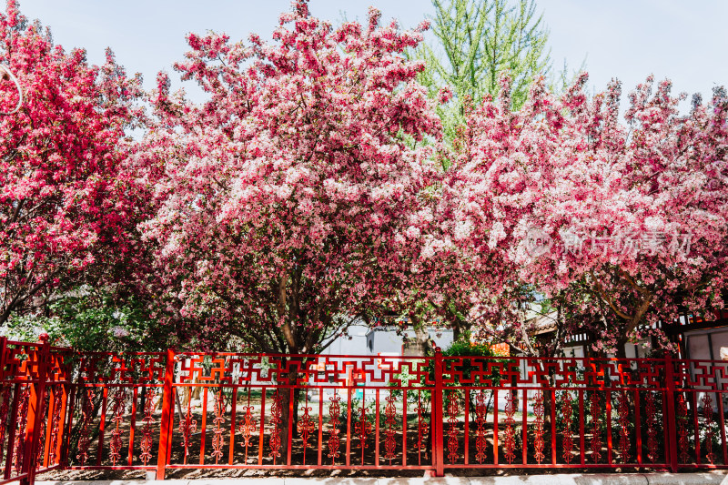 沈阳皇寺大山樱