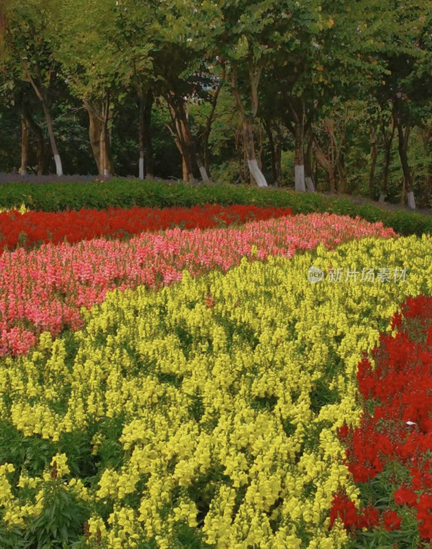 佛山市千灯湖公园金鱼草花海