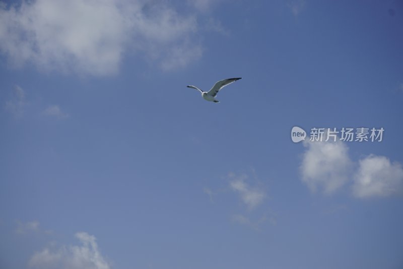 蓝天中飞翔的海鸥