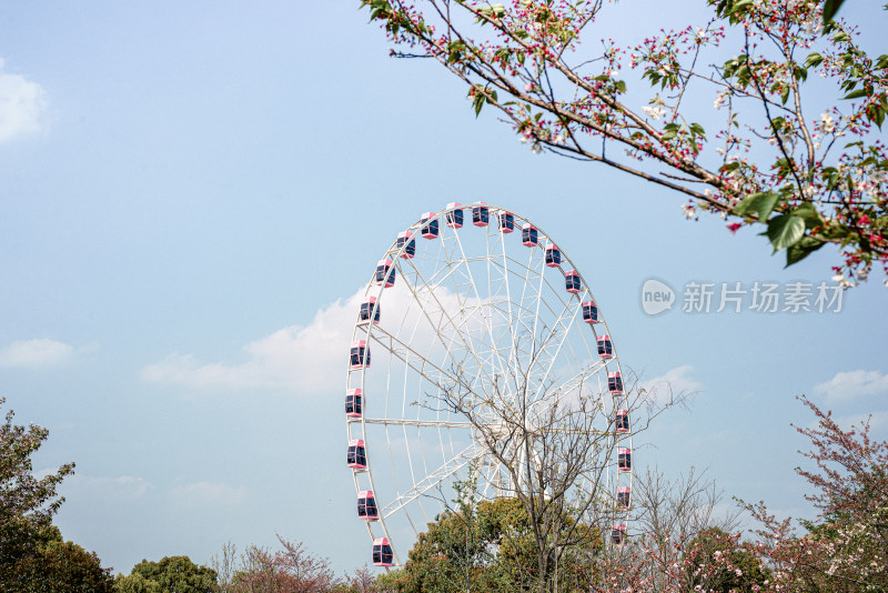 春天顾村公园的樱花和摩天轮