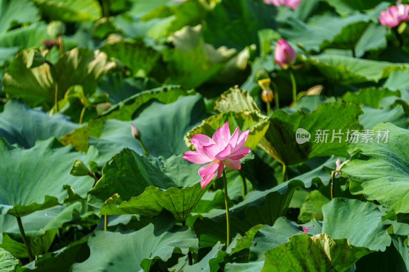 夏日荷塘美景