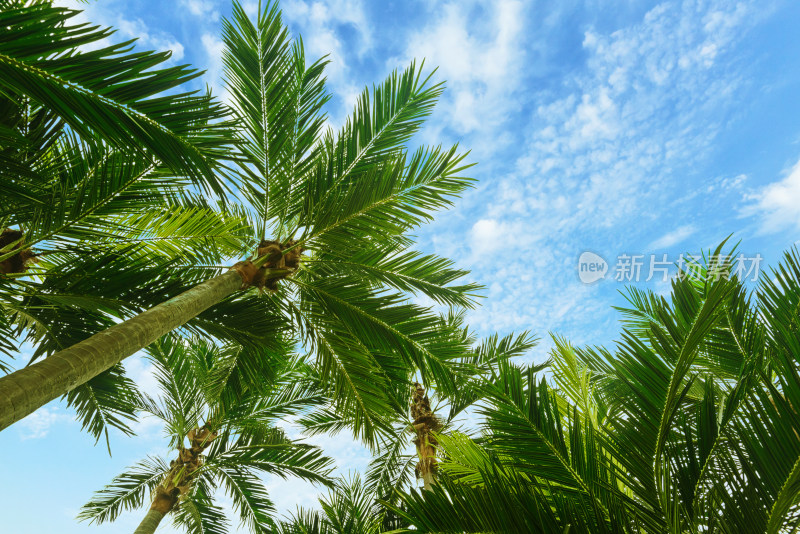 蓝天白云下的棕榈树
