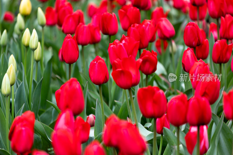 南京中山植物园郁金香花开的春天