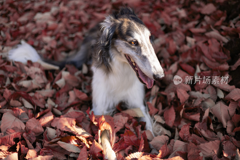 苏俄猎狼犬