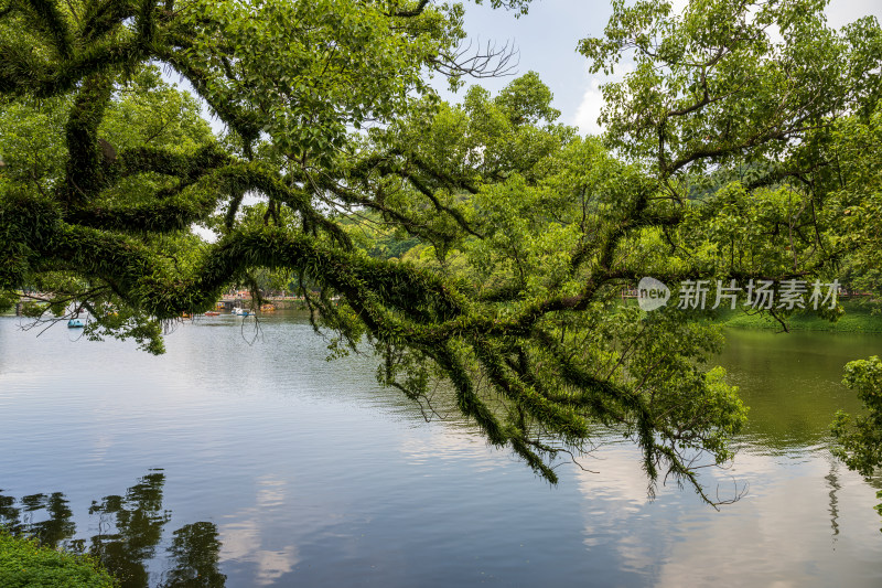 夏季白天广东潮州西湖公园园景风光