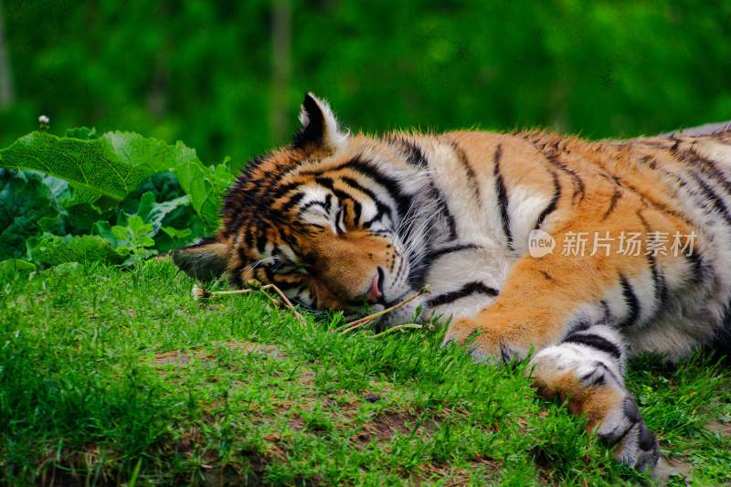 野生动物老虎食肉动物狩猎者