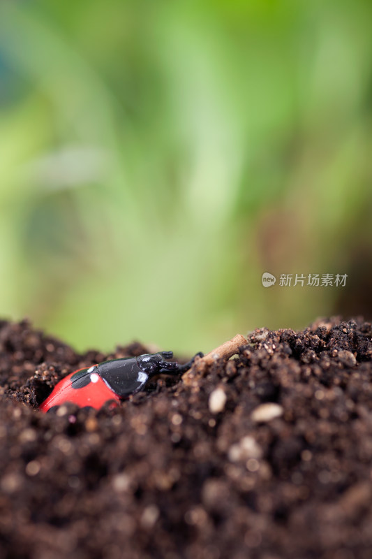 惊蛰节气出洞的七星瓢虫