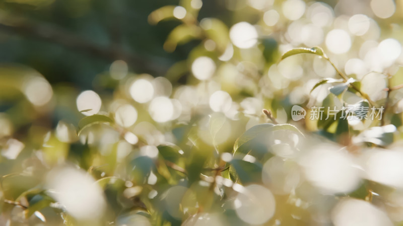 小暑节气植物光斑绿叶朦胧唯美背景图