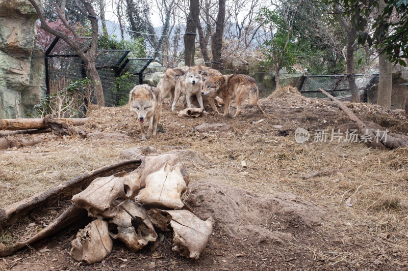 南京红山森林动物园 狼馆里的狼群