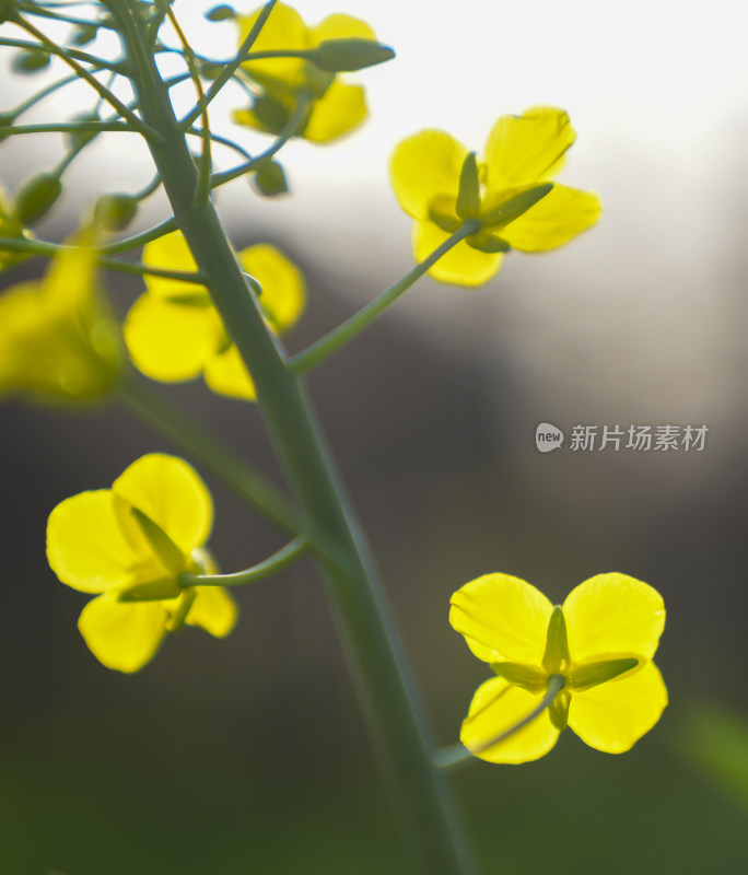 黄色油菜花微距特写