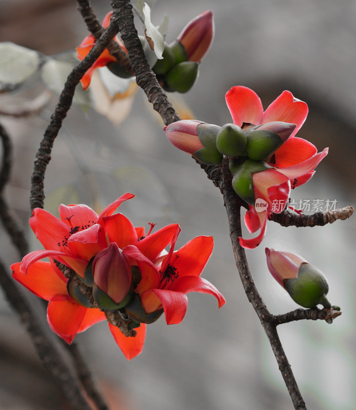 木棉花特写
