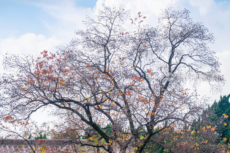 南京钟山风景名胜区明孝陵秋景