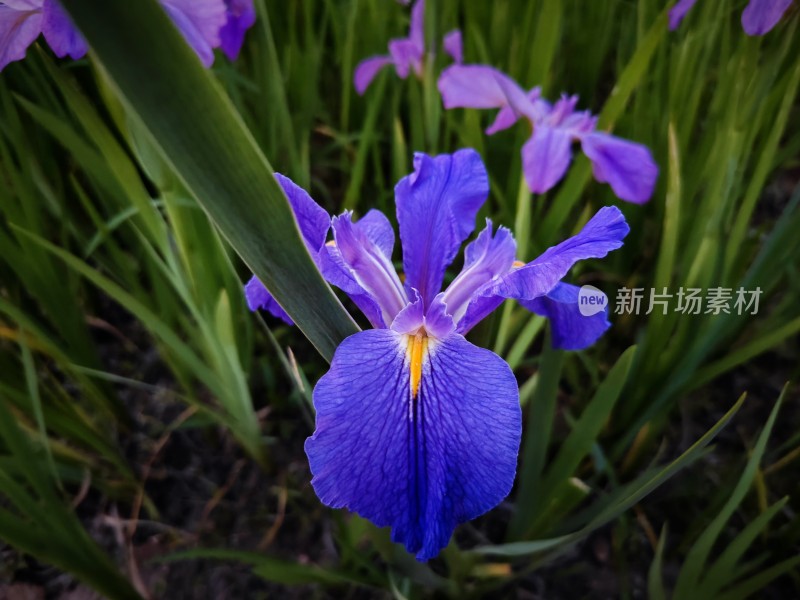 草丛中盛开的紫色鸢尾花特写