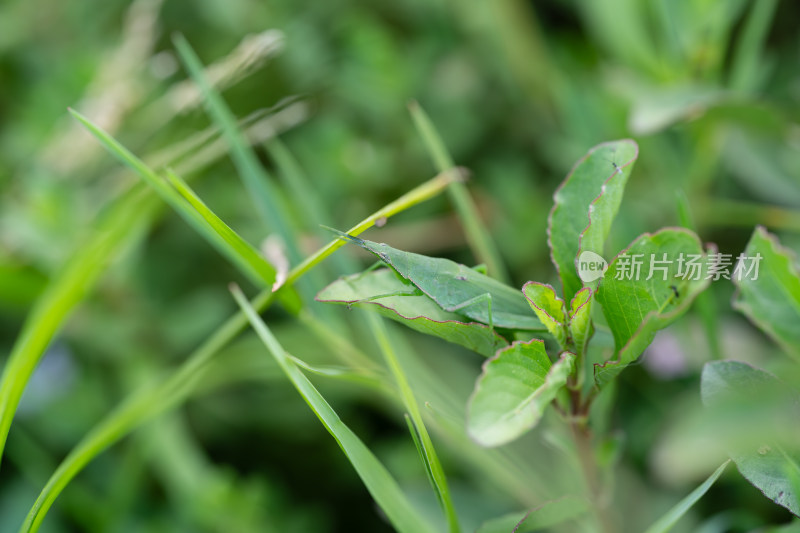 绿草丛中的绿色蚱蜢