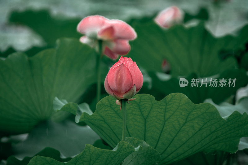 雨后荷花