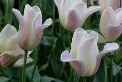 杭州太子湾多彩郁金香花海景观