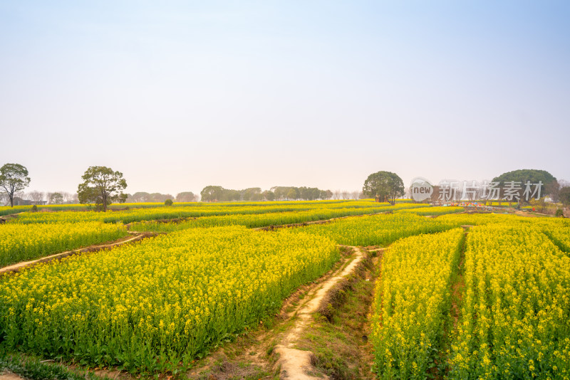 武汉东湖油菜花花海