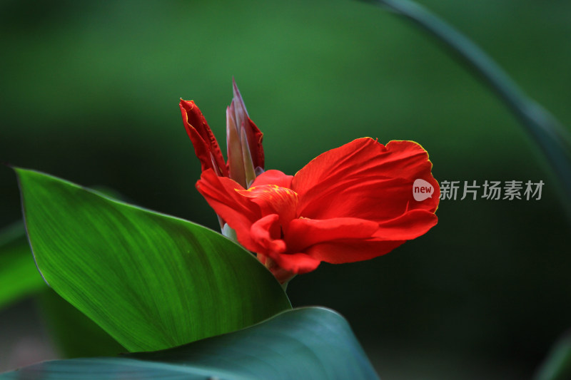 红色美人蕉花特写