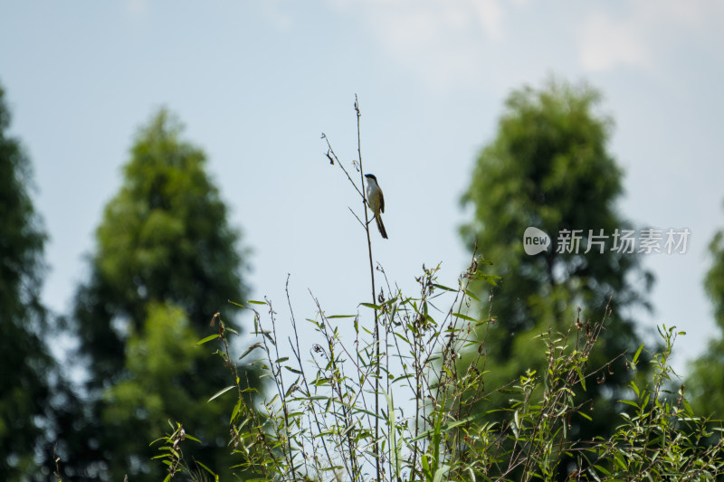 枝头棕背伯劳小鸟特写与背景绿树相映成趣