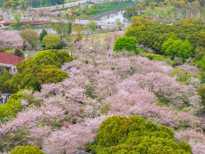 航拍上海宝山顾村公园樱花季樱花