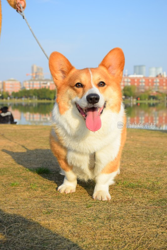 草地湖畔的柯基犬