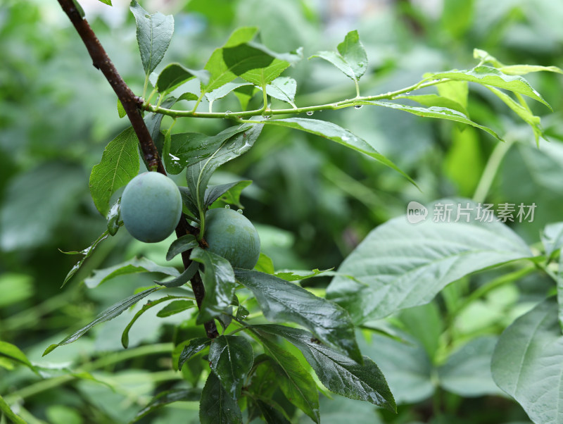 夏天大自然中的绿色果树和果实李子的风景