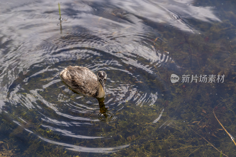 一只在若尔盖花湖湿地觅食的凤头䴙䴘幼鸟