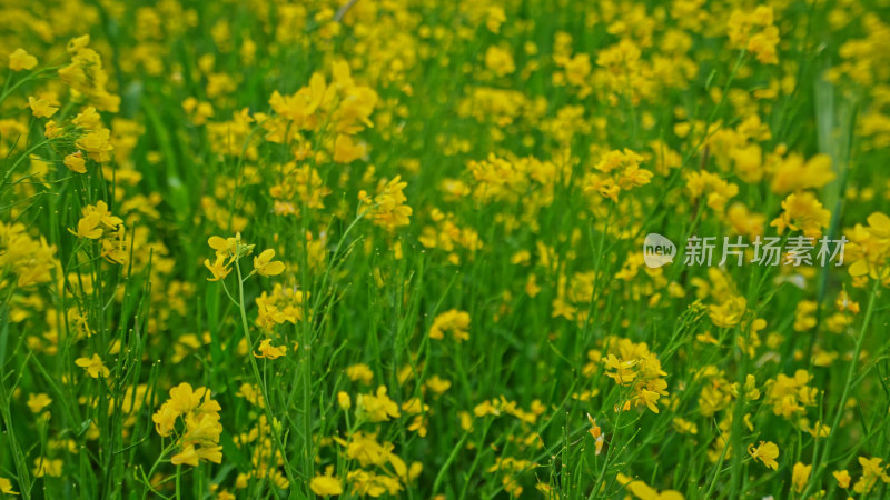 春天的油菜花田