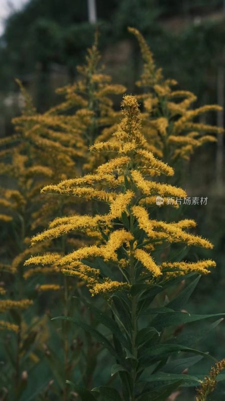 福建省泉州市德化县乡村植物特写