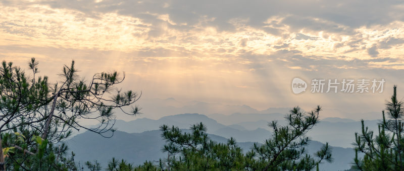 日落时树木对天的景色