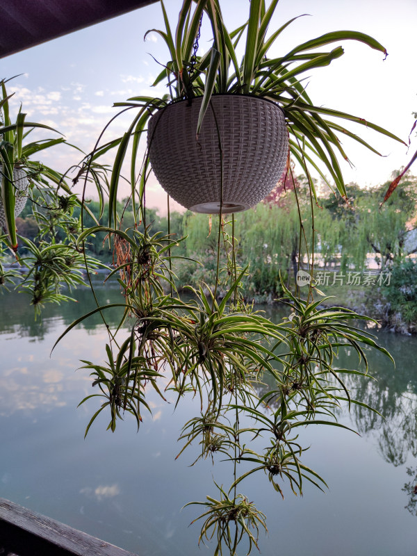 杭州湘湖畔桥景与绿植特写