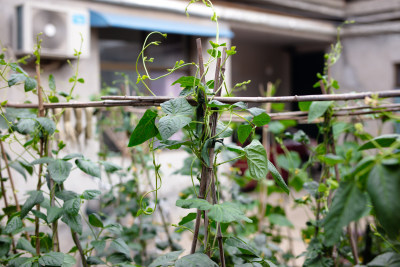 菜园里种植的豆角