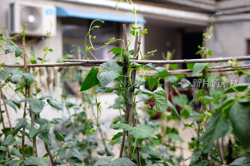 菜园里种植的豆角