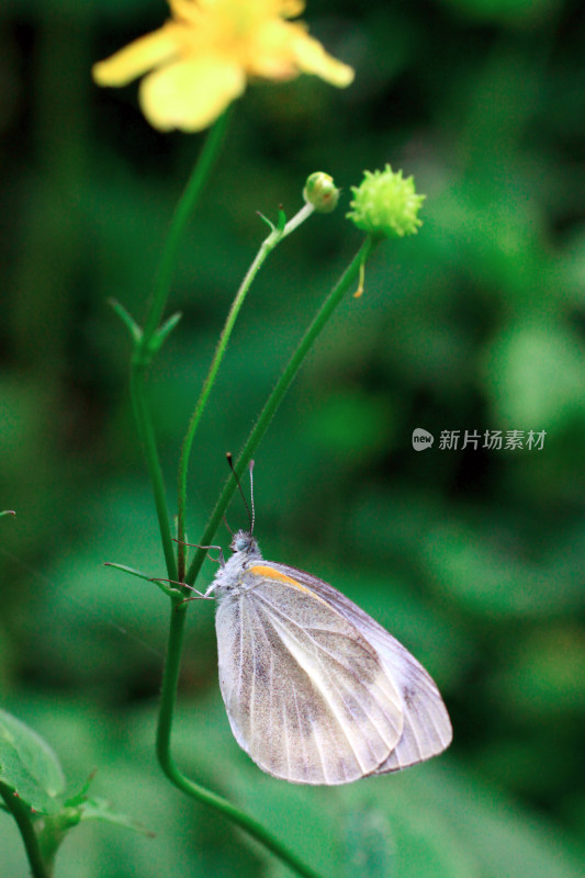 花朵蝴蝶