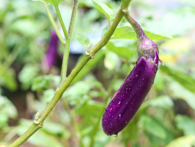 菜园里的农作物蔬菜茄子