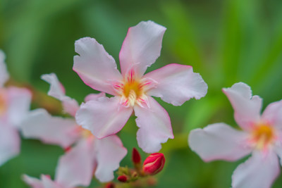 春花夹竹桃水平视角特写