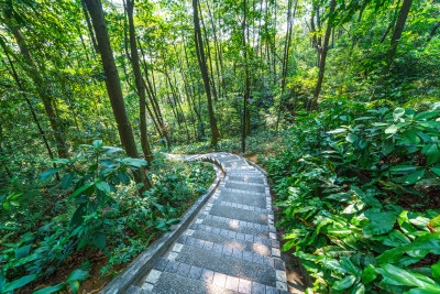 广州麓湖公园鸿鹄山森林登山栈道林荫小路