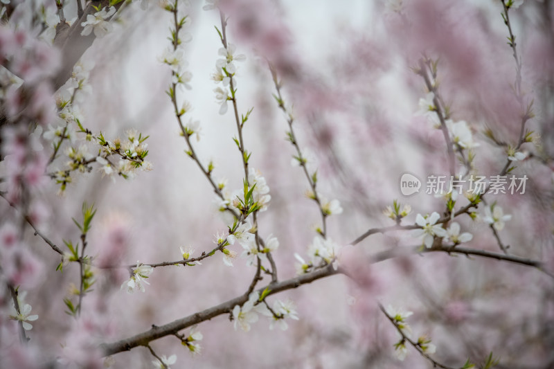 桃树桃花桃树林