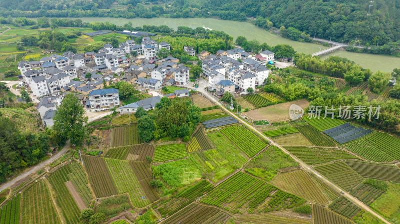 浙江丽水松阳县吕潭村茶叶种植为产业