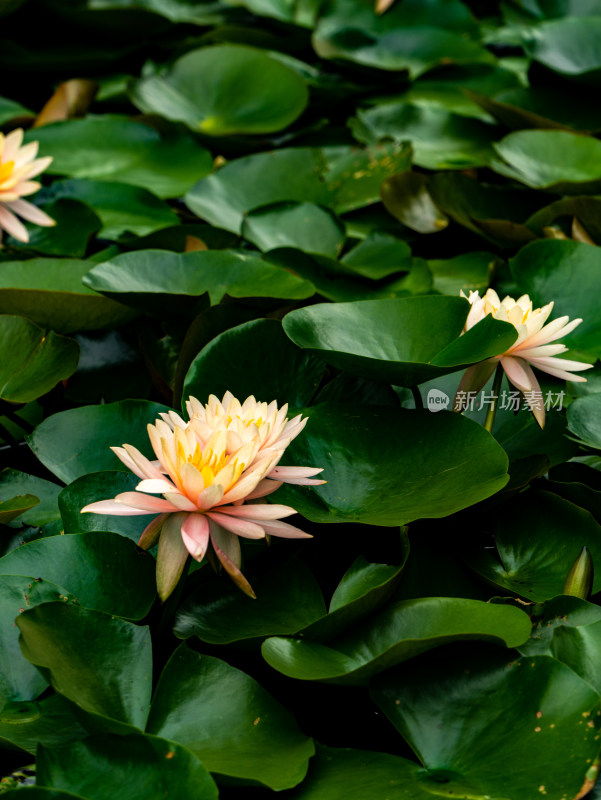 池塘睡莲莲花盛开