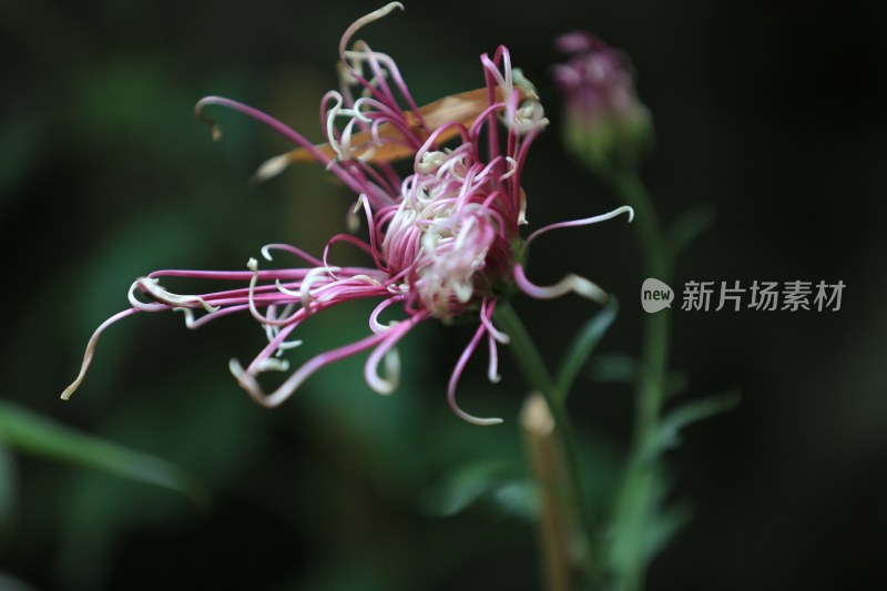 唯美菊花特写