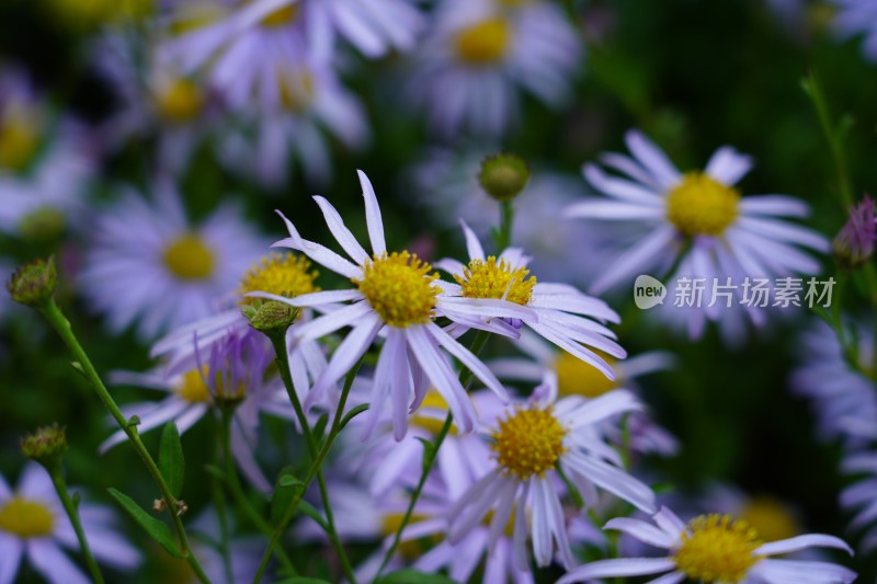 菊展菊花