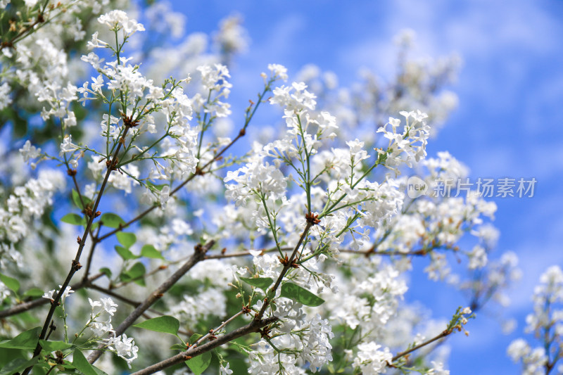 白色丁香花