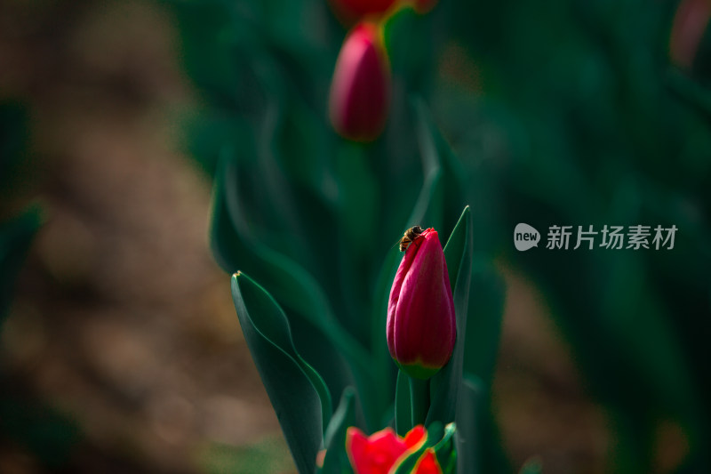 春天的花朵